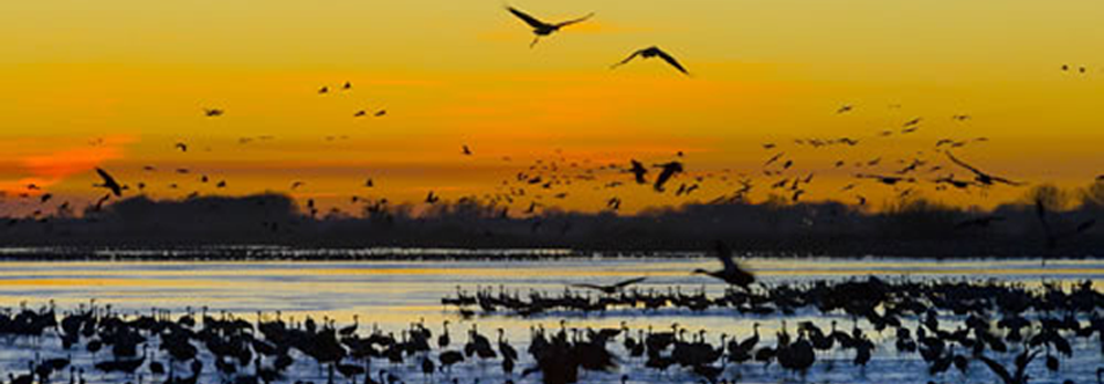 Sandhill Cranes of Nebraska, photo by Paul A. Johnsgard